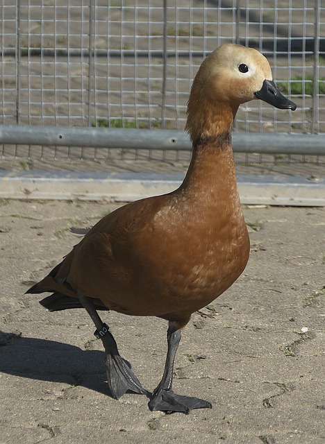 魅力